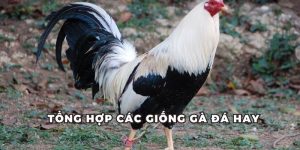 Các Giống Gà Đá Hay Theo Kinh Nghiệm Từ Cao Thủ 88CLB