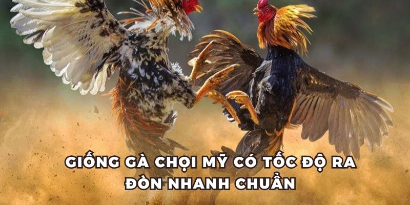 Kê chiến chọi Mỹ có tốc độ di chuyển nhanh và ra đòn chuẩn