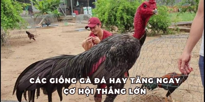 Tổng hợp các giống gà đá hay nên chọn khi chơi tại 88CLB