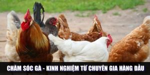 Chăm Sóc Gà - Những Kinh Nghiệm Từ Chuyên Gia 88CLB