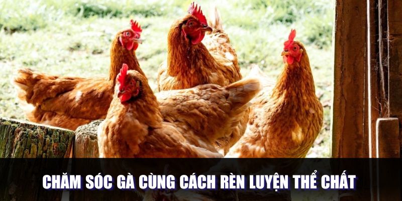 Chăm sóc gà cùng cách rèn luyện thể chất 