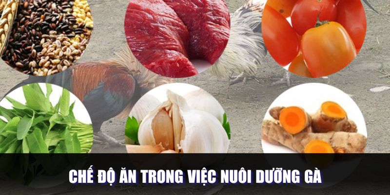 Chế độ ăn trong việc nuôi dưỡng gà