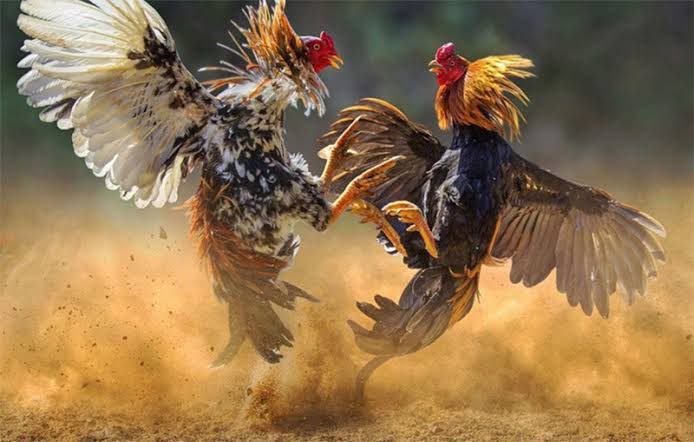Gà chiến trong thể loại đá gà cựa sắt – loại hình phổ biến nhất trong cá cược đá gà online.